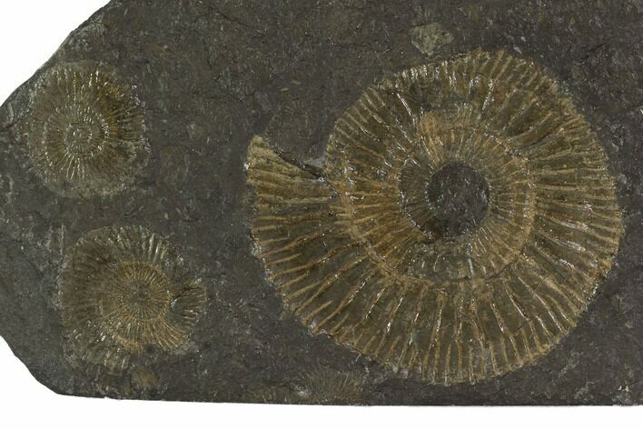 Dactylioceras Ammonite Cluster - Posidonia Shale, Germany #100238